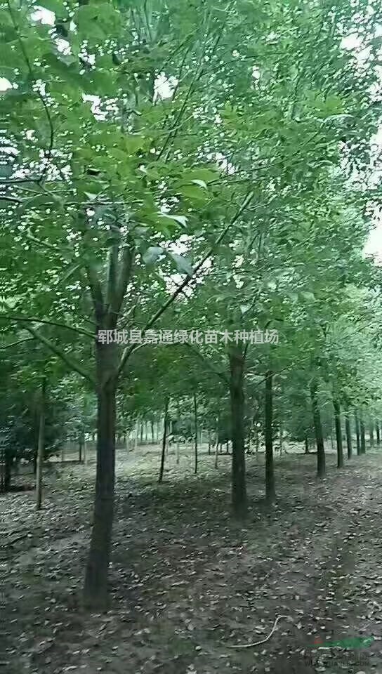 白臘 白蠟最新報(bào)價(jià)  白臘樹咨詢  白臘圖片