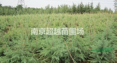南京籽播雪松1米|1.5米|2米的小樹苗價格是多少錢啊