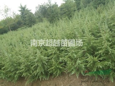 南京籽播雪松1米|1.5米|2米的小樹苗價格是多少錢啊