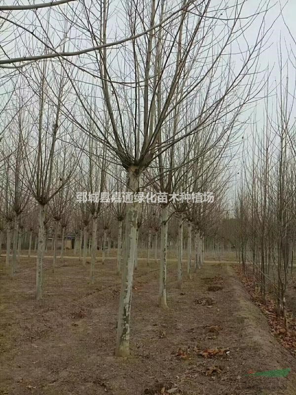 菏澤地區(qū)20公分法桐咨詢，低價(jià)出售高質(zhì)量法桐，量大優(yōu)惠