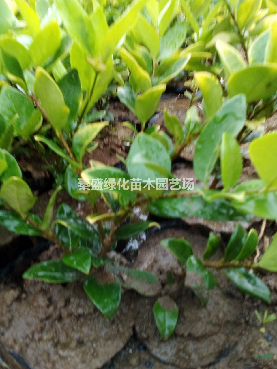 金森女貞大杯苗