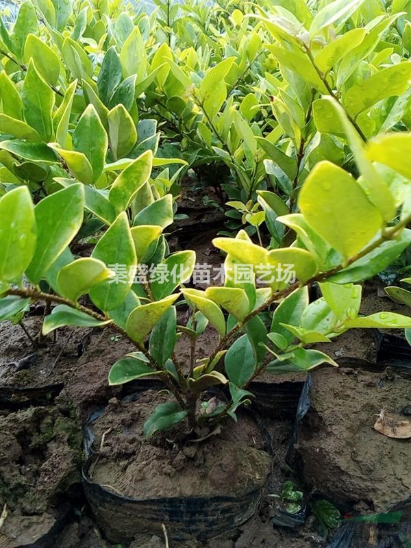 金森女貞大杯苗