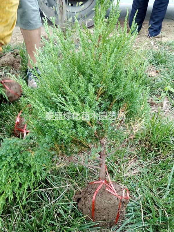 檜柏五十公分高