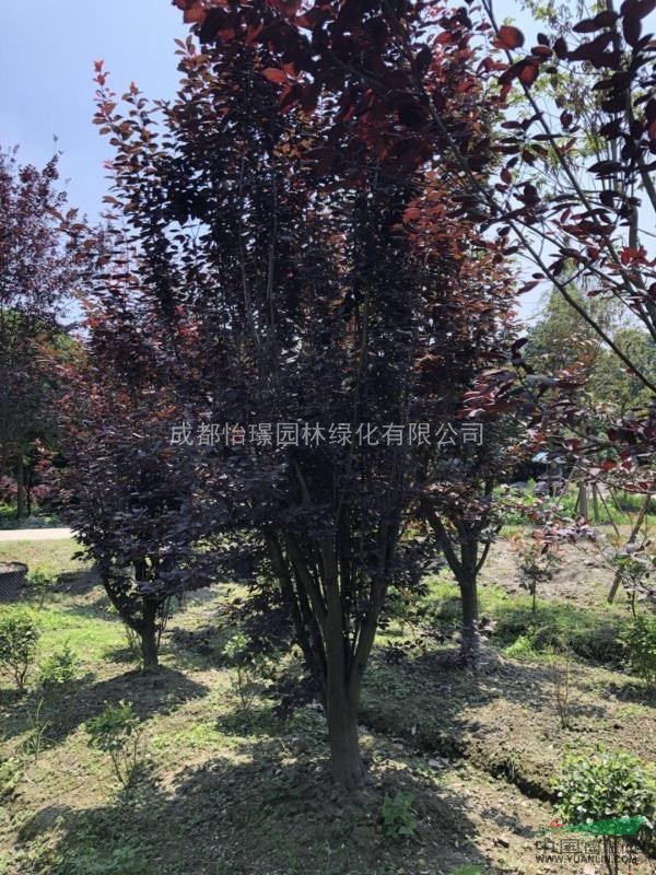 低分枝紅葉李最新價(jià)格    哪里的紅葉李最便宜