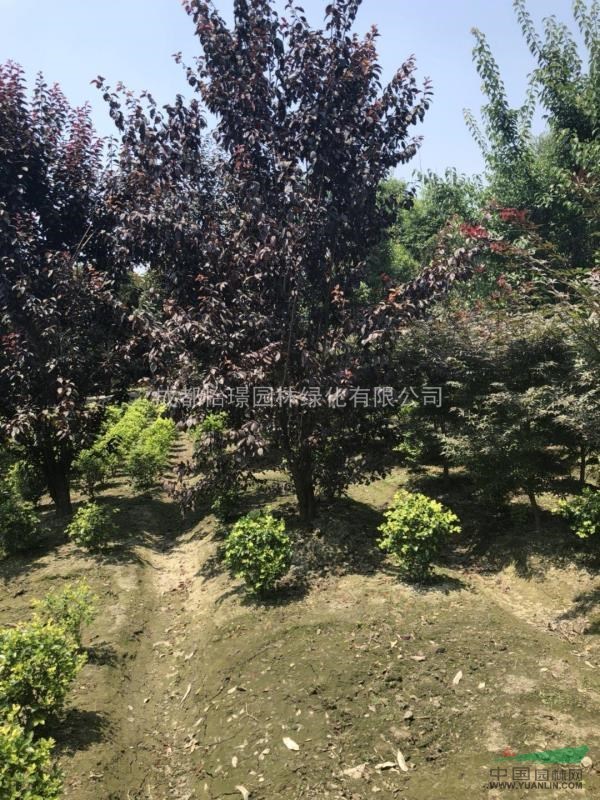 低分枝紅葉李最新價(jià)格    哪里的紅葉李最便宜