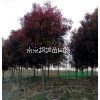 南京高桿紅葉石楠苗圃11|12公分價格是多少錢