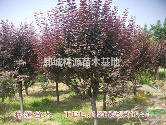 紫葉李照片/特價紫葉李供應(yīng)/紫葉李直銷 