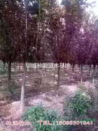 紫葉李照片/特價紫葉李供應(yīng)/紫葉李直銷 