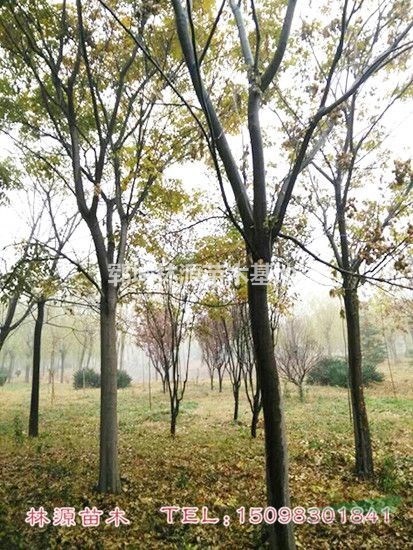 山東欒樹(shù)基地/批量欒樹(shù)低價(jià)供應(yīng)/精品欒樹(shù)批量供應(yīng)/欒樹(shù)價(jià)格