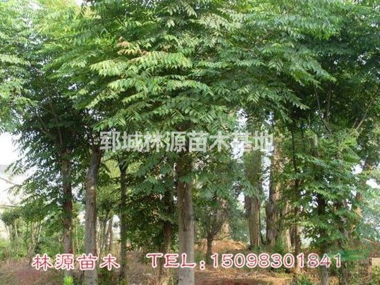 山東欒樹(shù)基地/批量欒樹(shù)低價(jià)供應(yīng)/精品欒樹(shù)批量供應(yīng)/欒樹(shù)價(jià)格