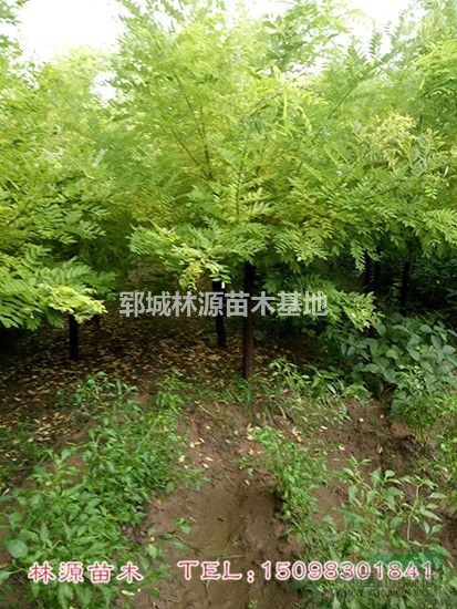 山東金葉槐供應(yīng)/菏澤金葉槐批量供應(yīng)/精品金葉槐基地