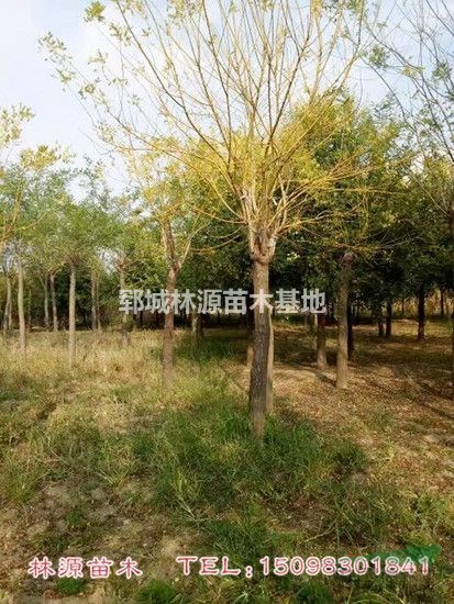 山東金葉槐供應(yīng)/菏澤金葉槐批量供應(yīng)/精品金葉槐基地