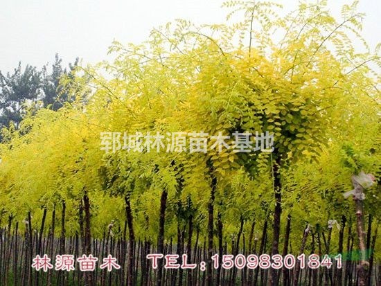山東黃金槐小苗/菏澤黃金槐直銷/山東黃金槐基地/批量黃金槐