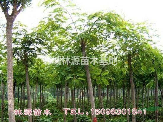 山東合歡直銷/菏澤合歡低價供應(yīng)/批量銷售合歡樹