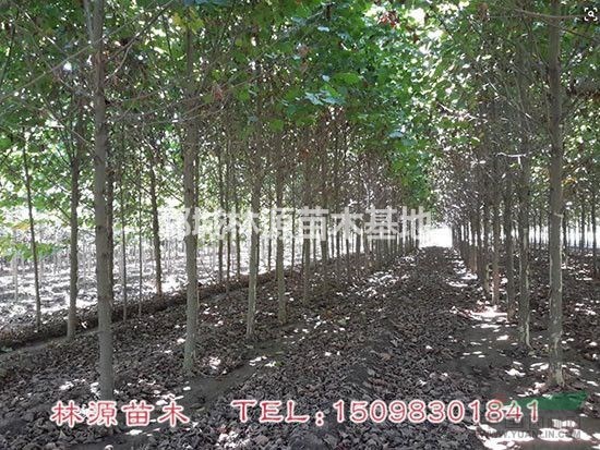 低價法桐供應(yīng)/菏澤法桐直銷/法桐價格/山東法桐基地