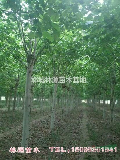 低價法桐供應(yīng)/菏澤法桐直銷/法桐價格/山東法桐基地