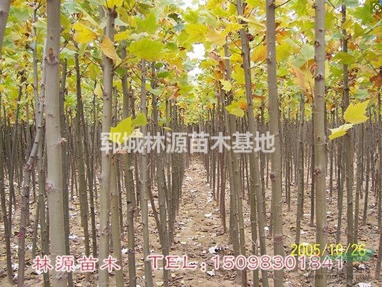 山東法桐報價/法國梧桐圖片/山東法桐現(xiàn)貨