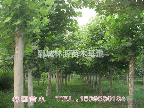 山東法桐報價/法國梧桐圖片/山東法桐現(xiàn)貨