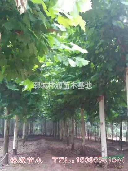 菏澤優(yōu)質法桐供應/山東低價法桐價格/山東菏澤法桐行情
