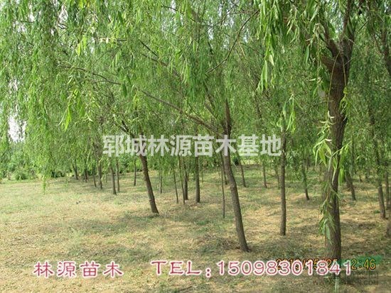 山東垂柳供應(yīng)/菏澤垂柳價格/優(yōu)質(zhì)垂柳批量供應(yīng)/精品垂柳價格