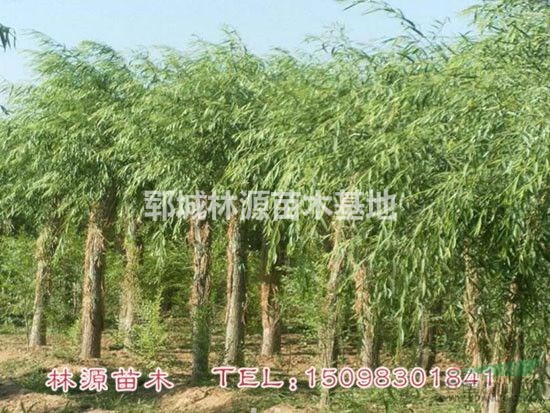 山東垂柳供應(yīng)/菏澤垂柳價格/優(yōu)質(zhì)垂柳批量供應(yīng)/精品垂柳價格