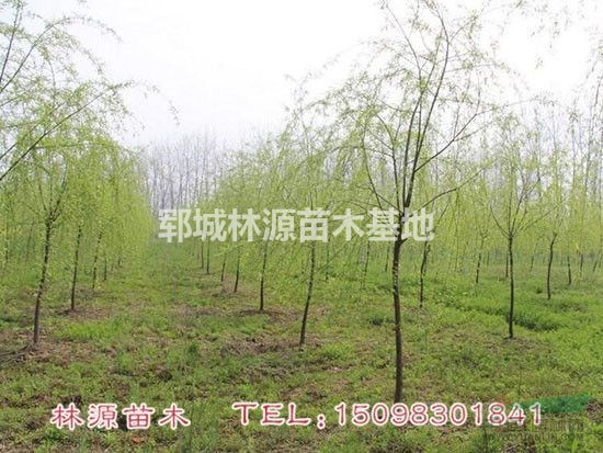 自家種植垂柳/自家低價(jià)垂柳/菏澤垂柳低價(jià)出售/低價(jià)垂柳供應(yīng)