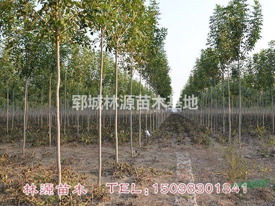 菏澤白蠟低價供應(yīng)/山東白蠟直銷/山東白蠟圖片/自家白蠟出售