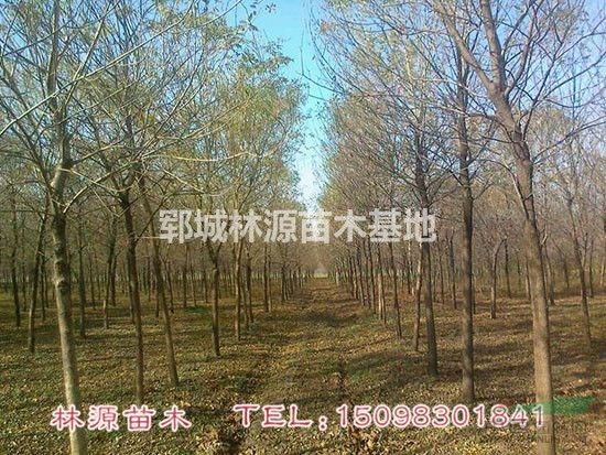 菏澤白蠟低價供應(yīng)/山東白蠟直銷/山東白蠟圖片/自家白蠟出售
