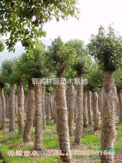 自家種植白蠟出售/低價(jià)白蠟批量出售/白蠟苗圃貨供應(yīng)