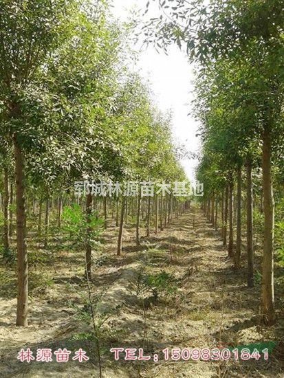 自家種植白蠟出售/低價(jià)白蠟批量出售/白蠟苗圃貨供應(yīng)