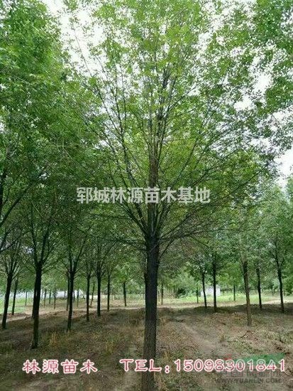 自家白蠟基地/菏澤批量供應(yīng)白蠟/精品白蠟圖片/精品白蠟價(jià)格