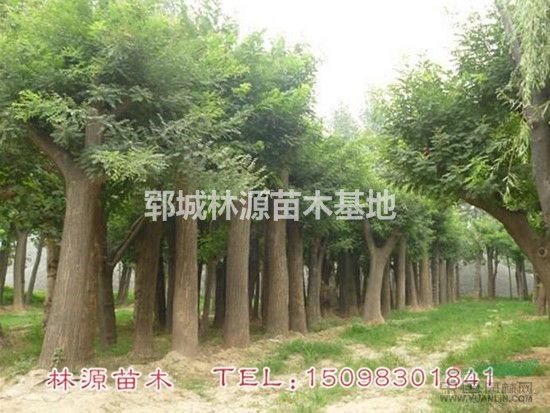山東國槐基地/菏澤國槐批量供應(yīng)/山東國槐苗圃