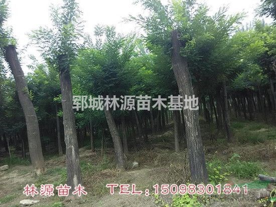 山東國槐基地/菏澤國槐批量供應(yīng)/山東國槐苗圃