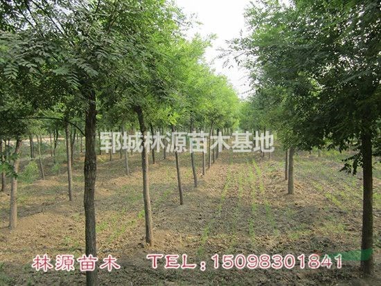 優(yōu)質(zhì)國(guó)槐出售/自家國(guó)槐直銷(xiāo)/山東國(guó)槐直銷(xiāo)價(jià)格/菏澤國(guó)槐批發(fā)