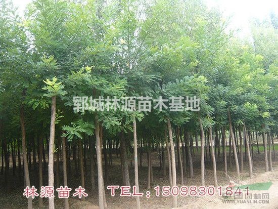 優(yōu)質(zhì)國(guó)槐出售/自家國(guó)槐直銷(xiāo)/山東國(guó)槐直銷(xiāo)價(jià)格/菏澤國(guó)槐批發(fā)