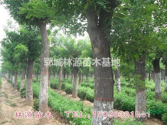 大量供應自家種植國槐樹/山東國槐苗圃/大國槐價格