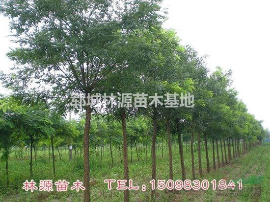 大量供應自家種植國槐樹/山東國槐苗圃/大國槐價格
