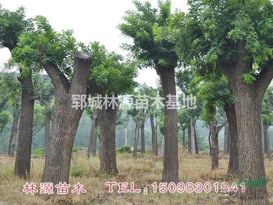 低價(jià)國(guó)槐供應(yīng)/精品國(guó)槐價(jià)格/個(gè)人種植國(guó)槐樹/菏澤國(guó)槐價(jià)格