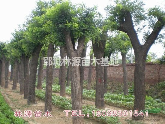 低價(jià)國(guó)槐供應(yīng)/精品國(guó)槐價(jià)格/個(gè)人種植國(guó)槐樹/菏澤國(guó)槐價(jià)格