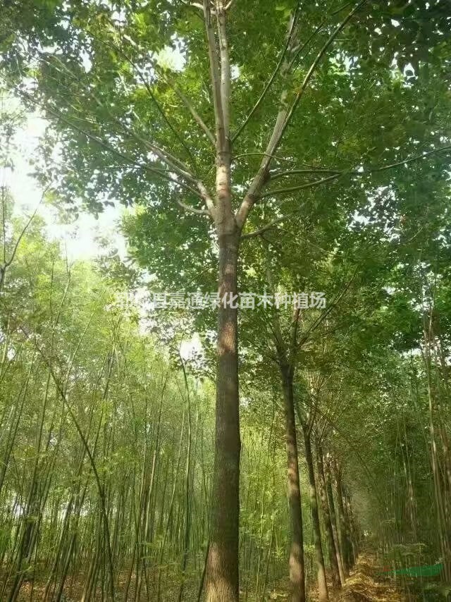 山東15公分白臘最新詳情，批發(fā)價直銷