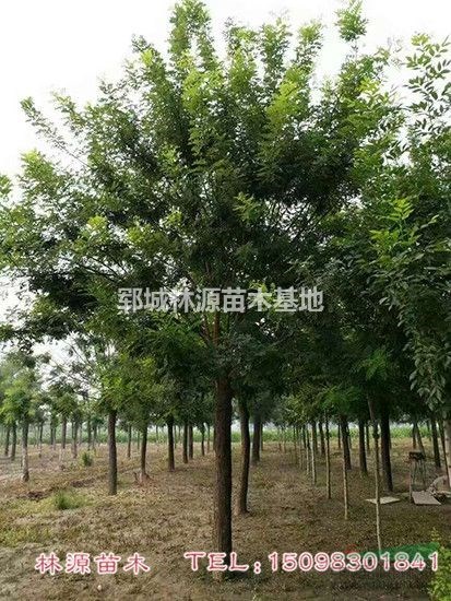 國槐行情報(bào)價(jià)/山東國槐圖片展示/菏澤地區(qū)國槐供應(yīng)