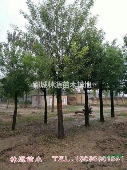 國槐行情報(bào)價(jià)/山東國槐圖片展示/菏澤地區(qū)國槐供應(yīng)