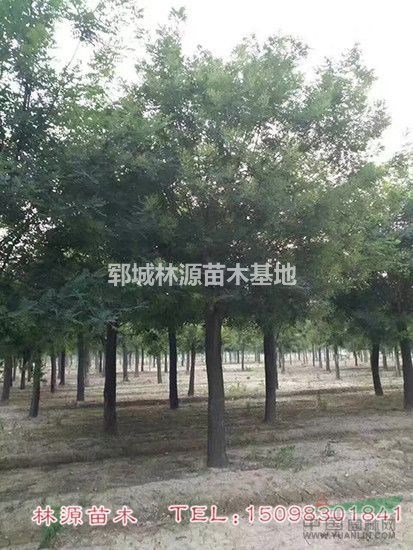 供應(yīng)5-80公分國槐/國槐苗圃貨/山東國槐現(xiàn)貨