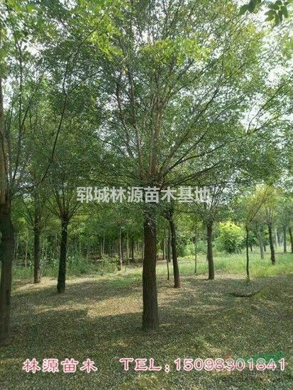 供應(yīng)5-80公分國槐/國槐苗圃貨/山東國槐現(xiàn)貨
