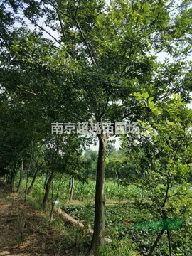 南京小葉樸樹苗圃11公分|18公分小葉樸樹價格多少啊