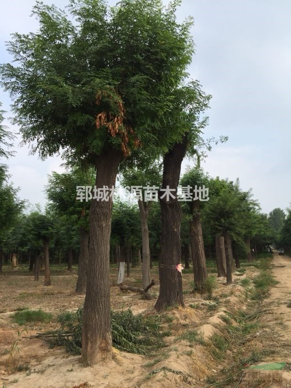 菏澤皂角種植基地/大規(guī)模皂角供應(yīng)/大規(guī)格皂角批量供應(yīng)