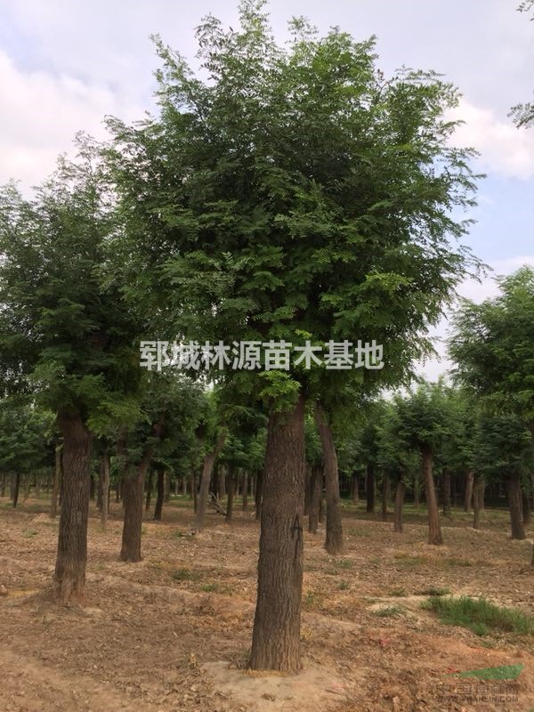 菏澤皂角種植基地/大規(guī)模皂角供應(yīng)/大規(guī)格皂角批量供應(yīng)