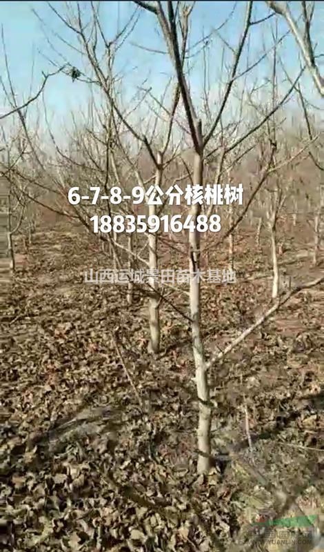 山西運城大量出售占地核桃樹·6-8-10-12公分核桃樹量大