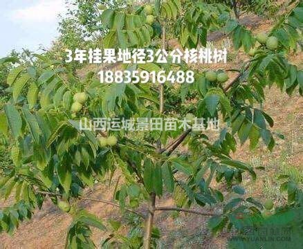 山西運城大量出售占地核桃樹·6-8-10-12公分核桃樹量大