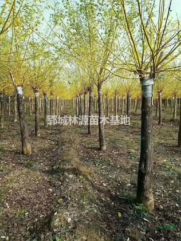 菏澤大小規(guī)格黃金槐供應/山東黃金槐基地/菏澤黃金槐小苗直銷